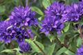 Campanula glomerata